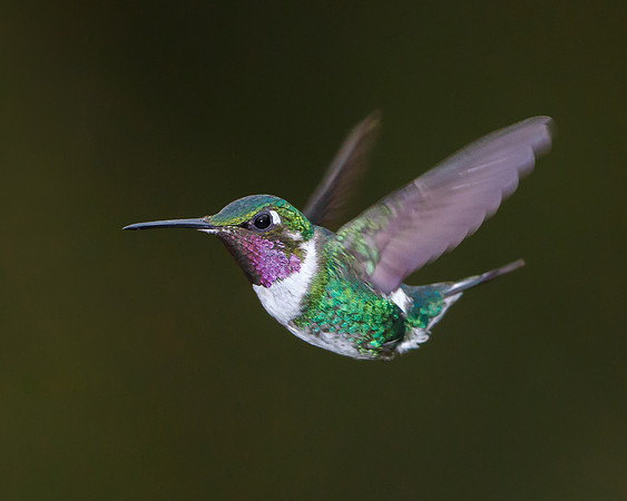 White-bellied Woodstar, male