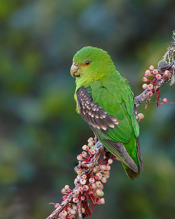 Spot-winged Parrotlet