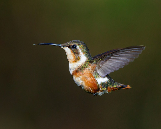 White-bellied Woodstar, female