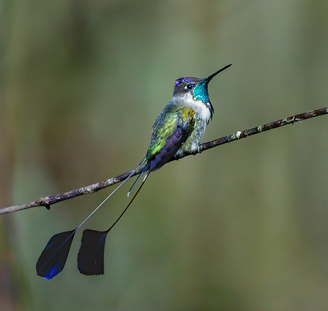 Marvelous Spatuletail