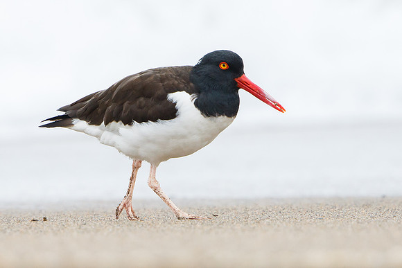 American Oystercatcher