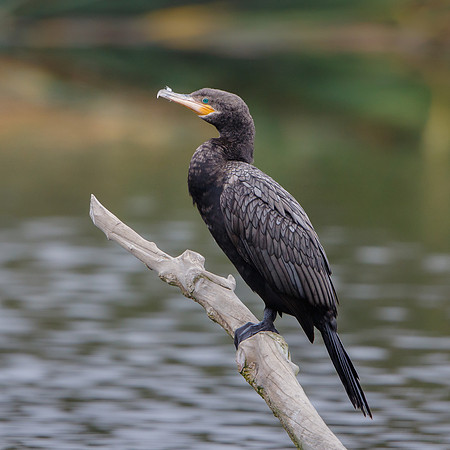 Neotropical Cormorant