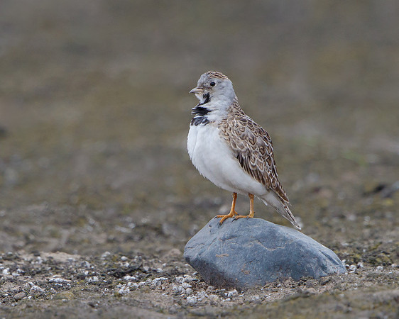 Least Seedsnipe