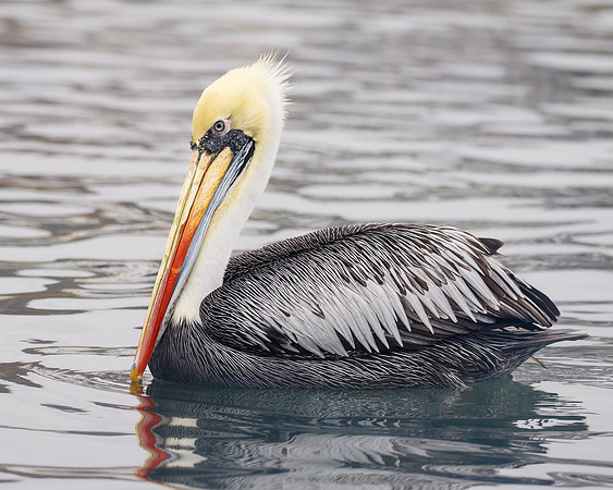 Peruvian Pelican