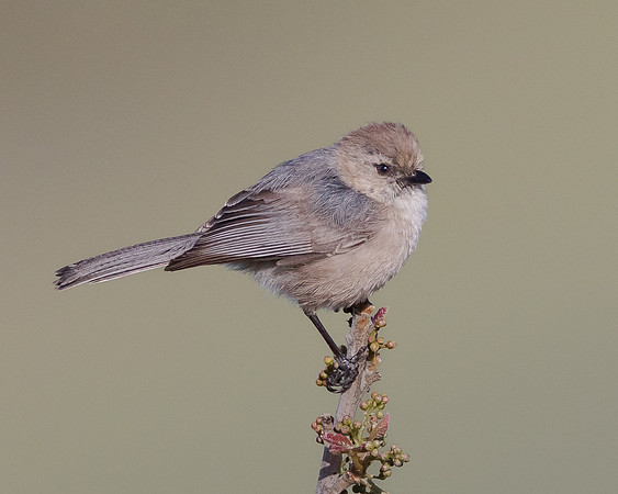 Bushtit