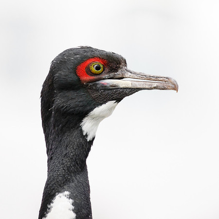 Guanay Cormorant
