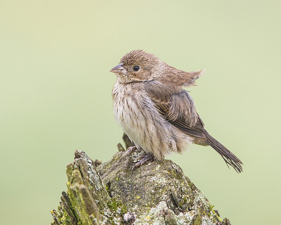 Band-tailed Seedeater, female