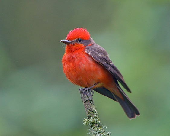 Vermilion Flycatcher