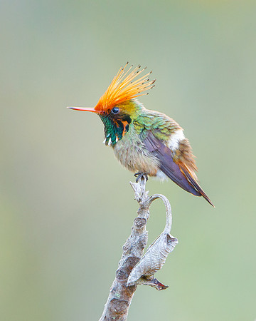 Rufous-crested Coquette
