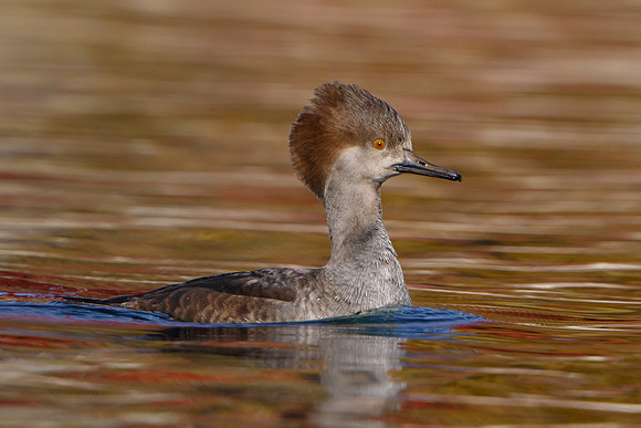 Hooded Merganser