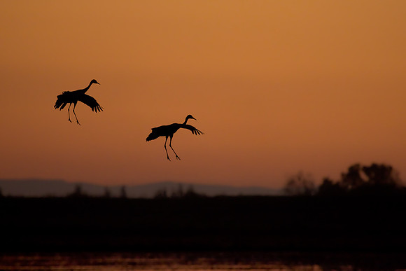 Silhouette of Sandhill Cranes coming in for landing at sunset