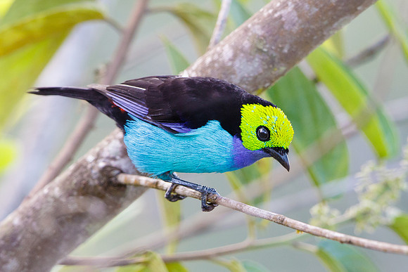 Paradise Tanager