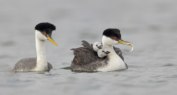 Western Grebes