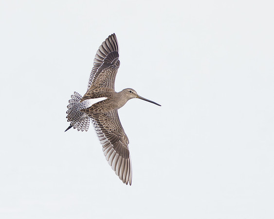 Dowitcher