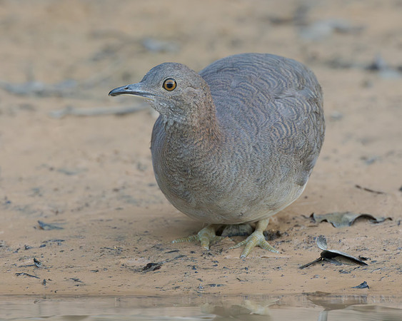Undulated Tinamou
