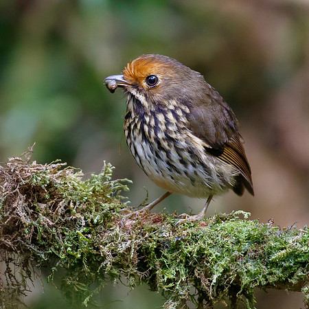 Ochre-fronted Antpitta