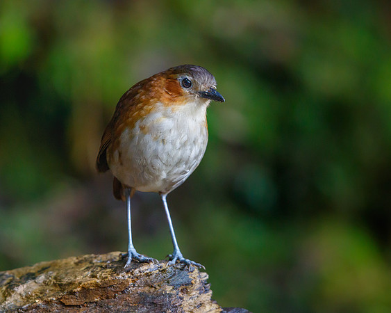 Rusty-tinged Antpitta