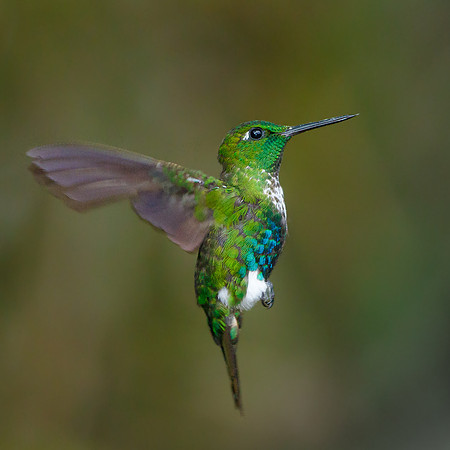 Emerald-bellied Puffleg