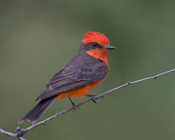 Vermilion Flycatcher