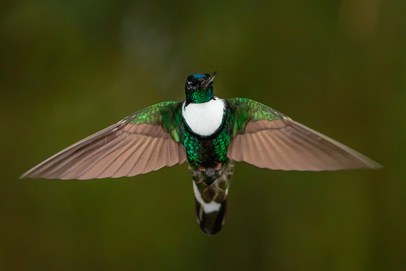 Collared Inca
