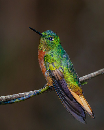 Chestnut-breasted Coronet