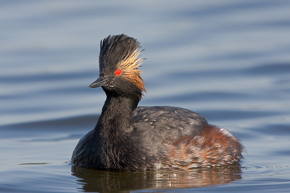Eared Grebe