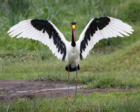 Saddle-billed Stork