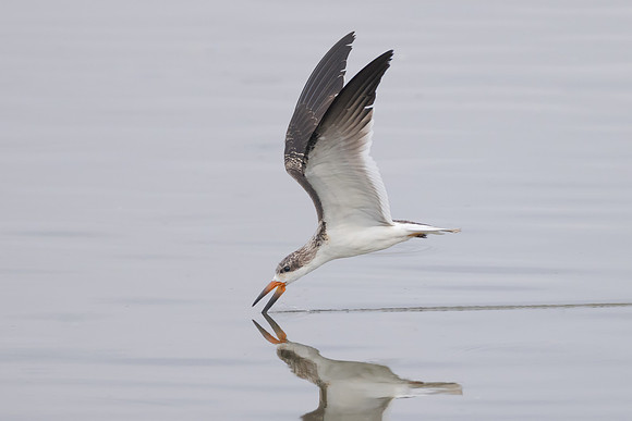 Black Skimmer, juvenile