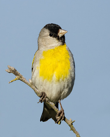 Lawrence's Goldfinch