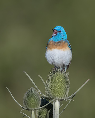 Lazuli Bunting