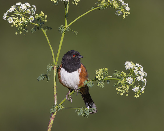 Spotted Towhee
