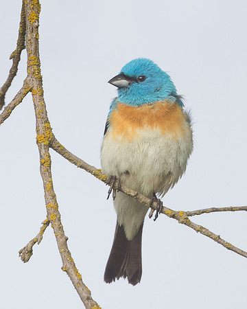 Lazuli Bunting