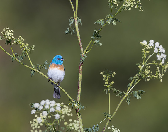 Lazuli Bunting