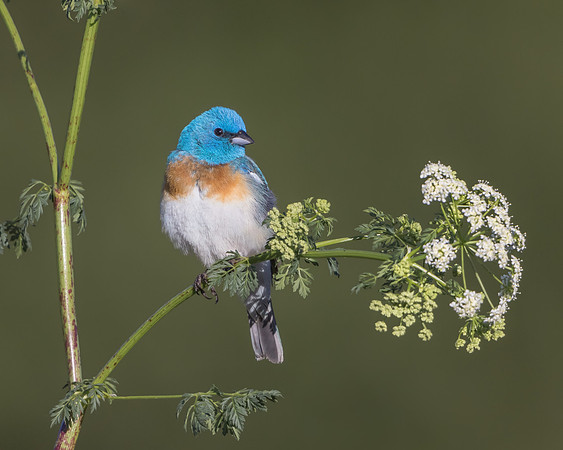 Lazuli Bunting