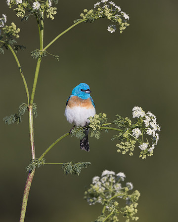 Lazuli Bunting