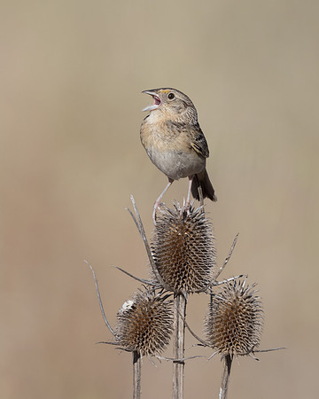 Grasshopper Sparrow
