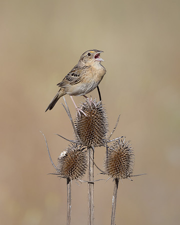 Grasshopper Sparrow