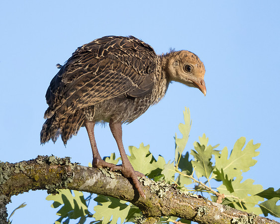 Wild Turkey, juvenile