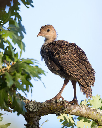 Wild Turkey, juvenile
