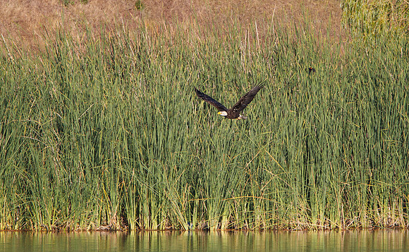 Bald Eagle