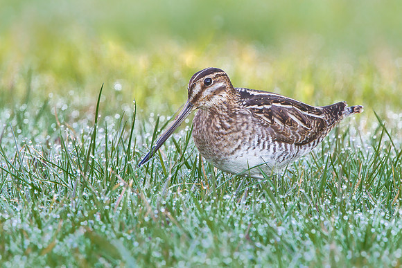 Wilson's Snipe