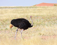 Common Ostrich, male
