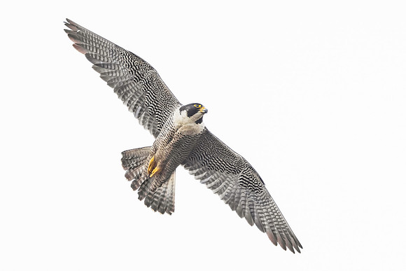Peregrine Falcon