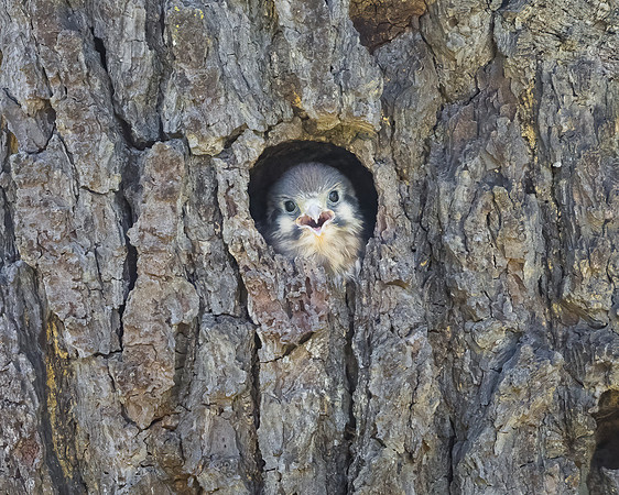American Kestrel, nestling