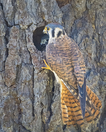 American Kestrel, with chick at nest