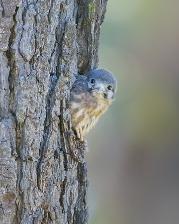 American Kestrel, nestling
