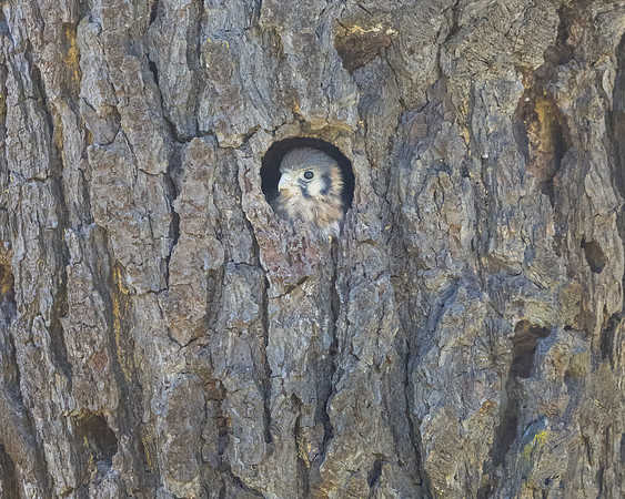 American Kestrel, nestling