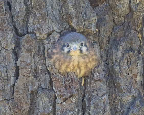 American Kestrel, nestling