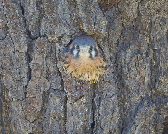 American Kestrel, nestling