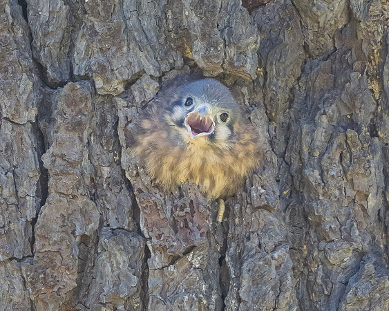 American Kestrel, nestling